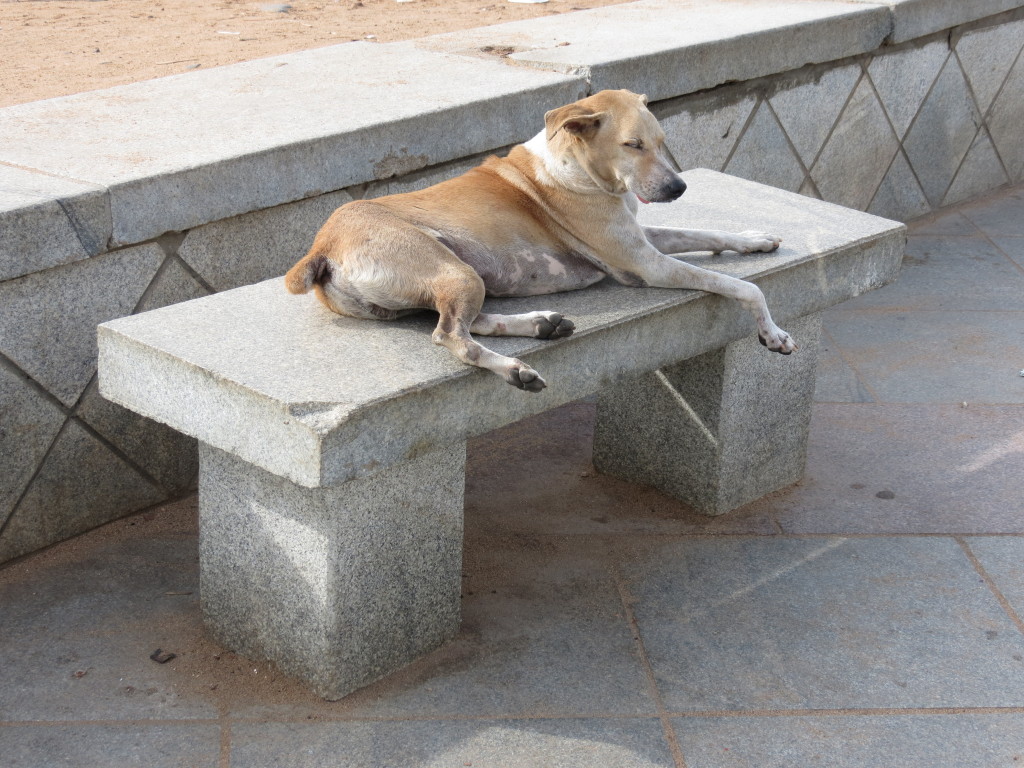 dog