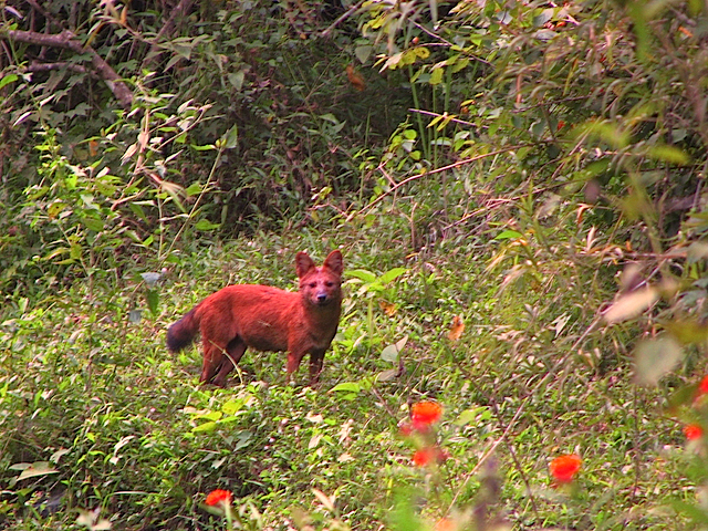 Little Red Riding Hood