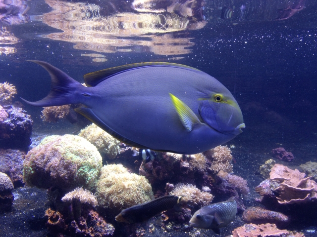 fish